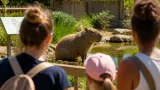 Un capybara devient la nouvelle vedette du zoo d’Asson